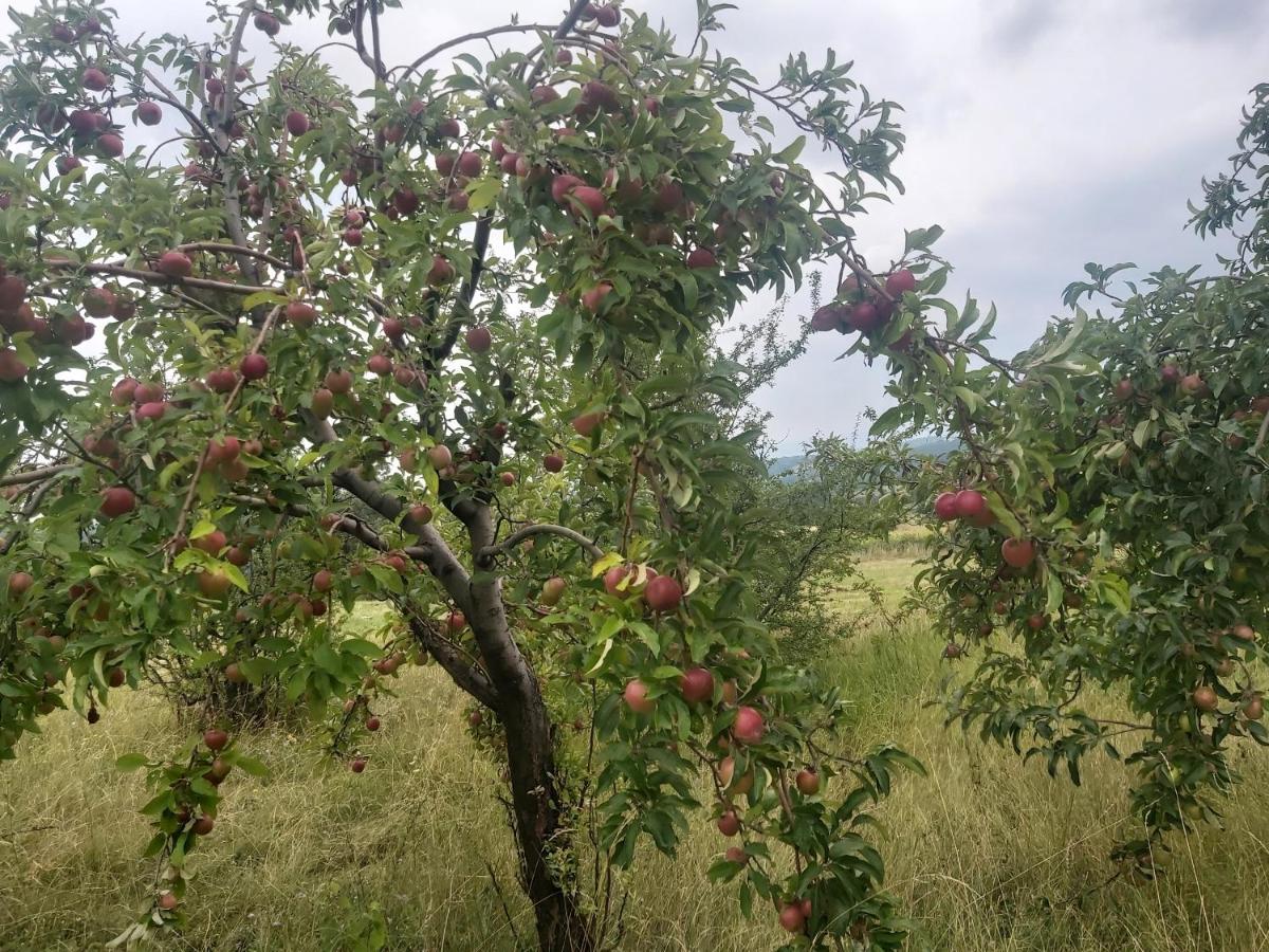Vila Boba Bor Zlot Bagian luar foto